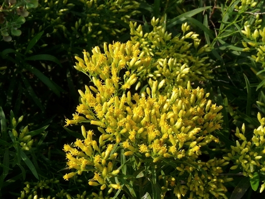 {Euthamia leptocephala}